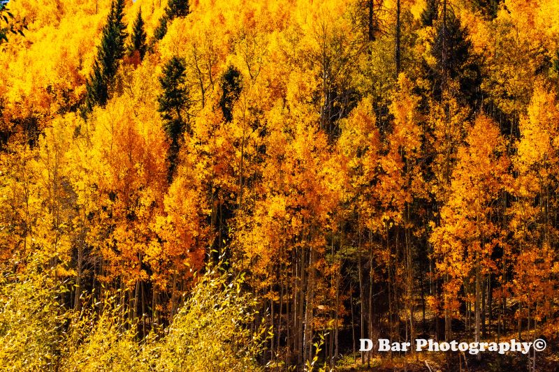 Aspen Glade