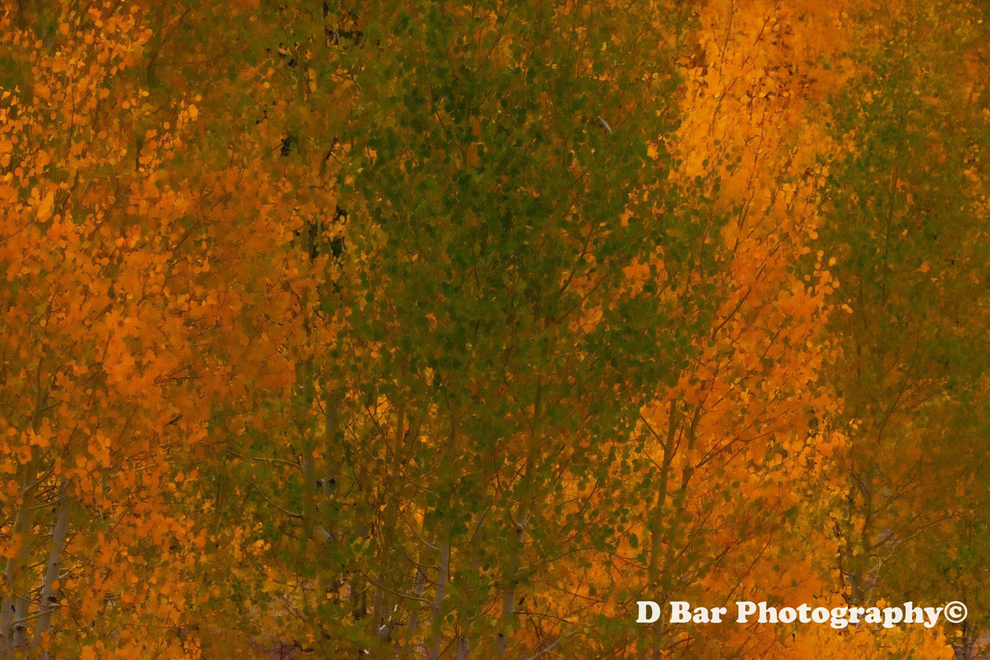 Aspen Foliage