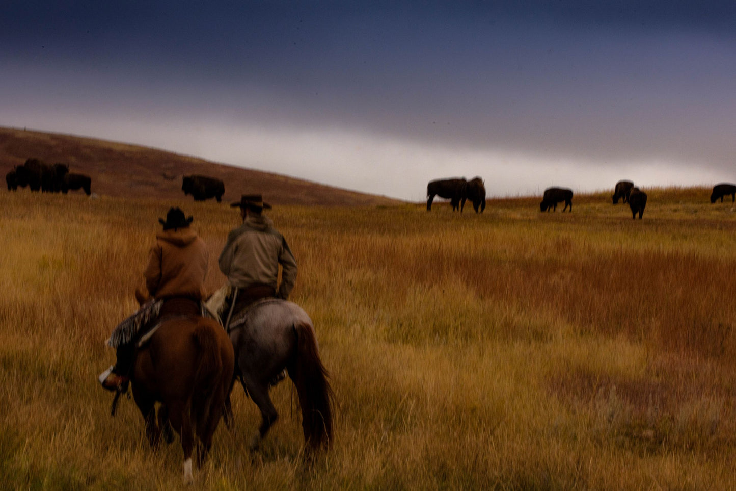 Buffalo Roundup