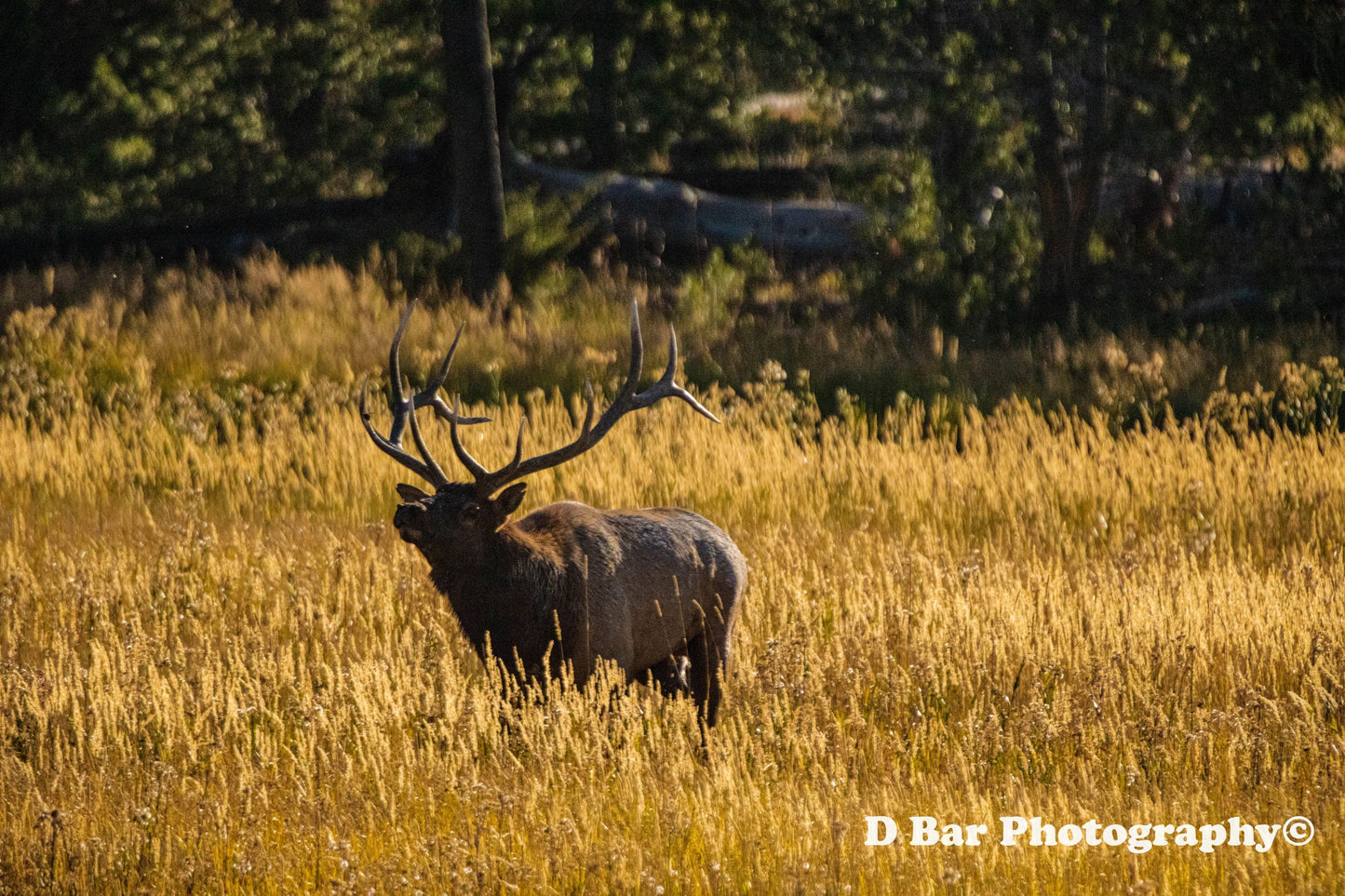 Bull Elk Bugling