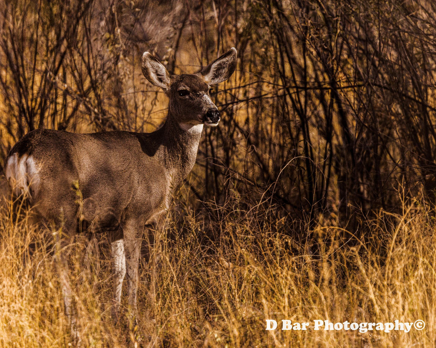 Doe