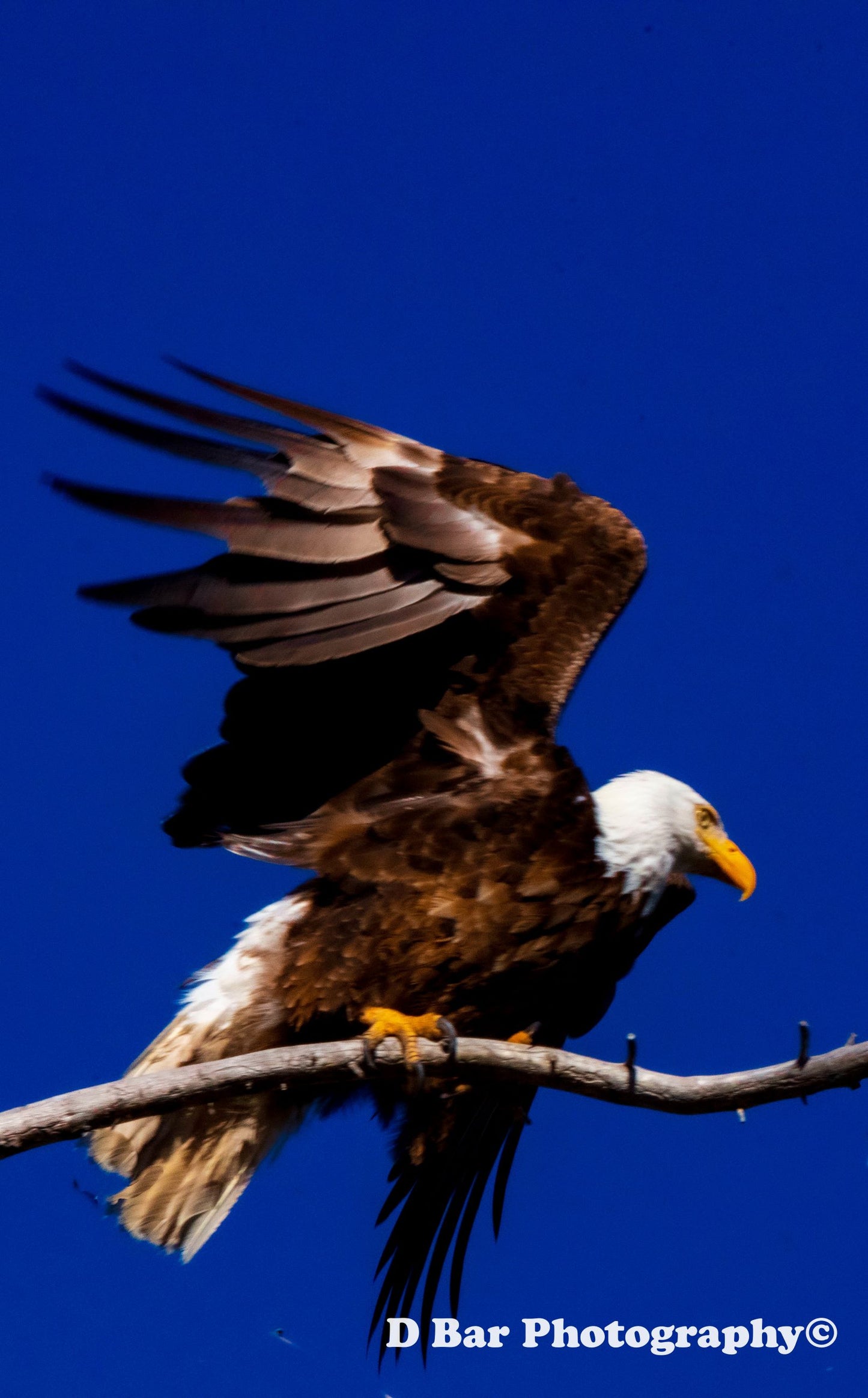 Eagle
