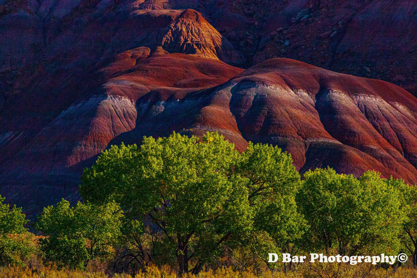 Escalante Trees