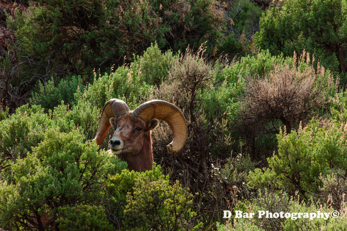 Large Ram