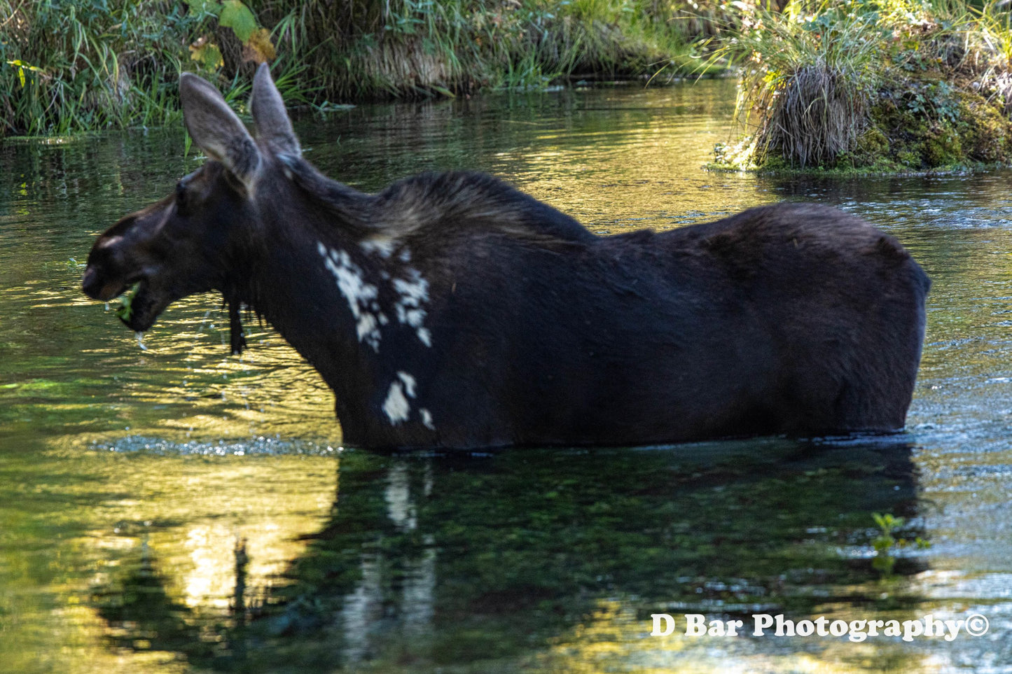 Moose Eating