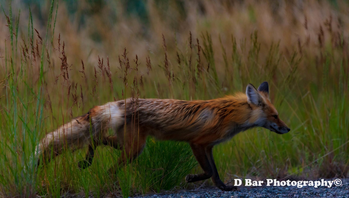 Red Fox