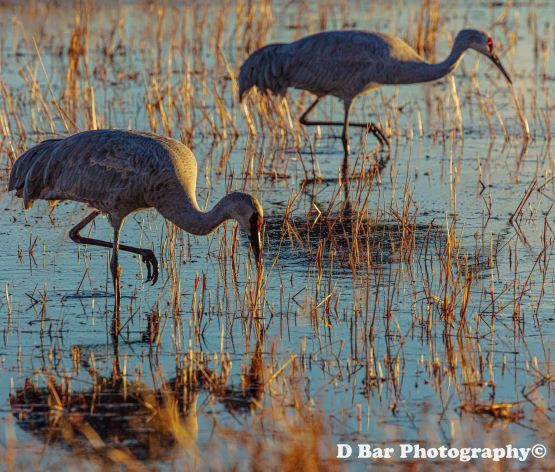 Sandhill Cranes
