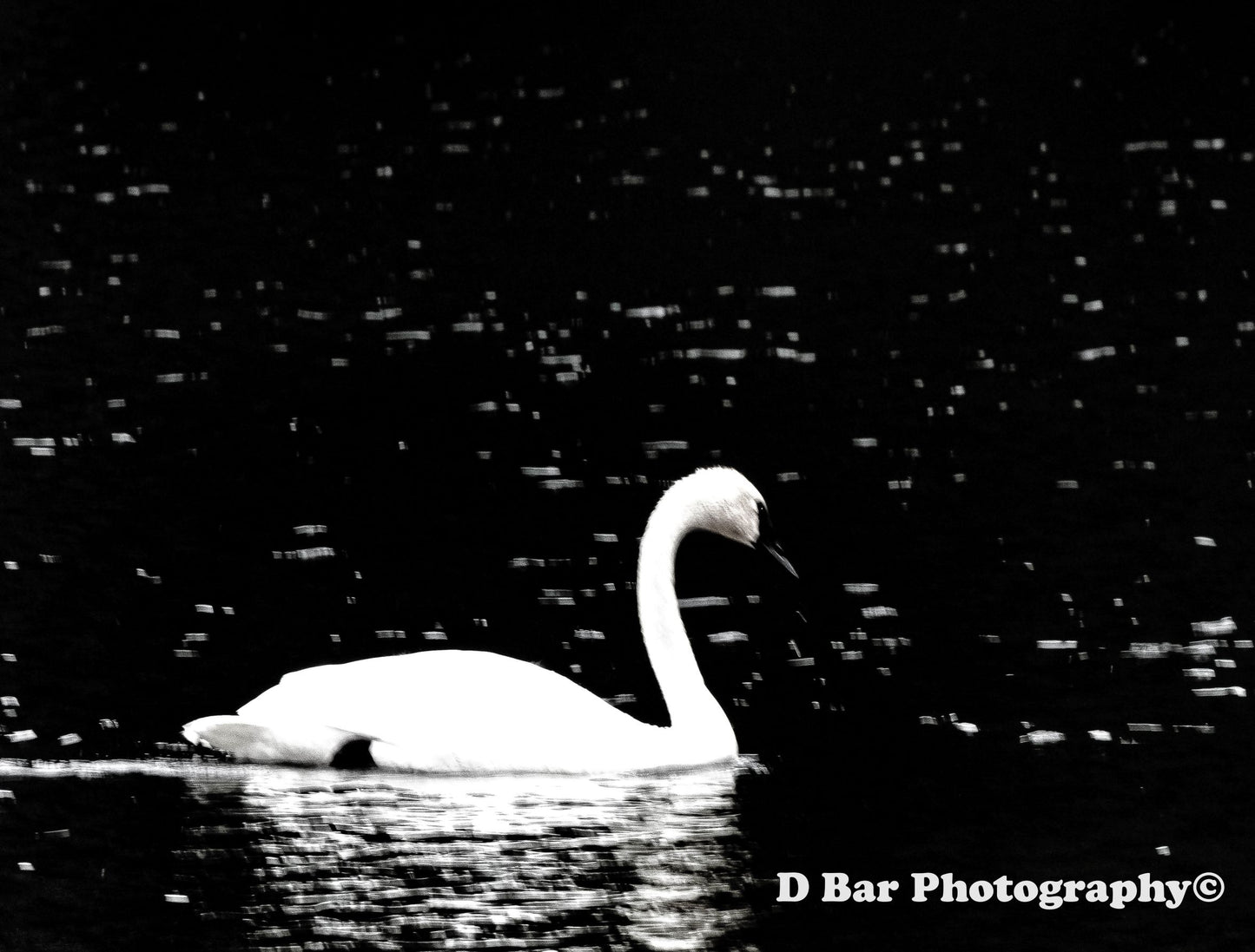 Trumpeter Swan