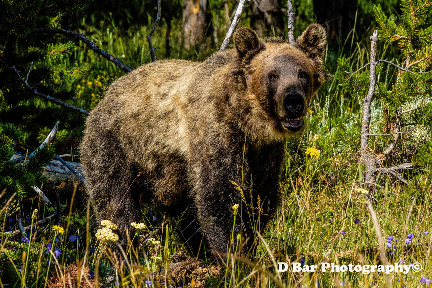 Yellowstone Grizzly Bear