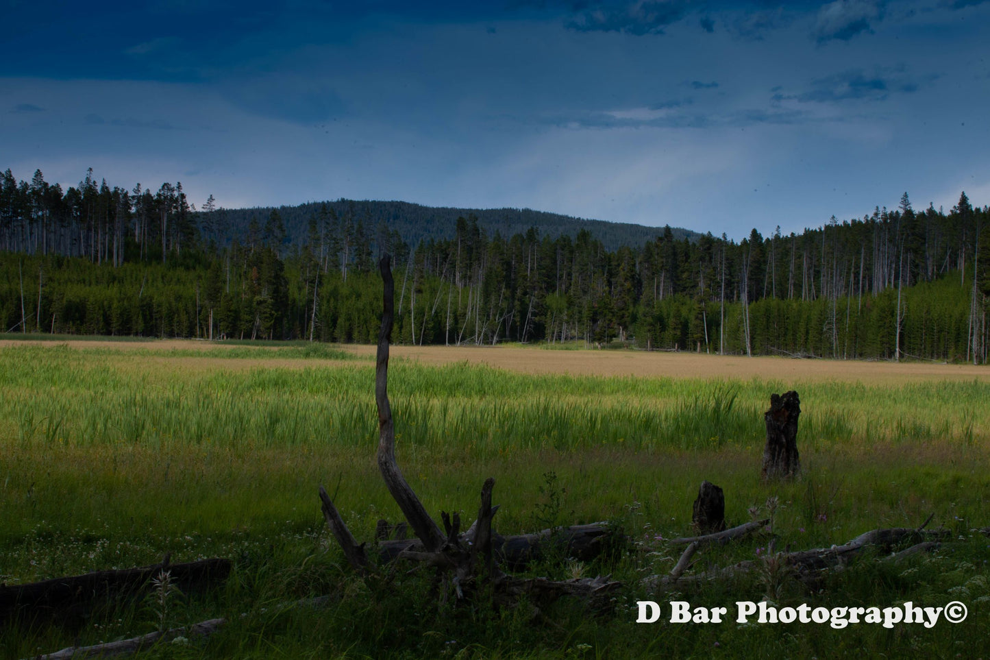 Yellowstone Meadow