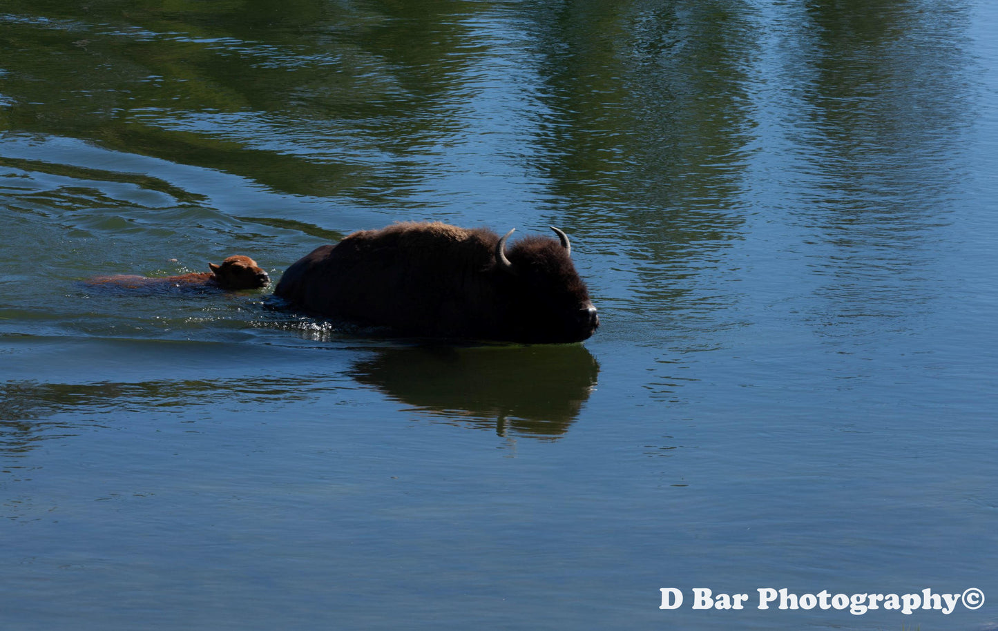 Bison Cow and Calf crossing river