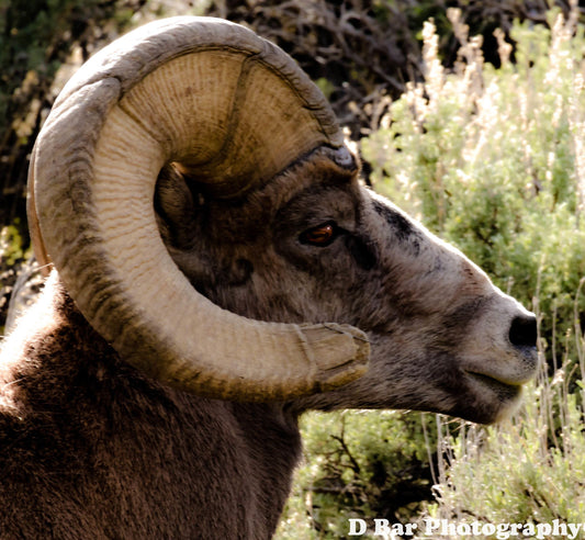 Closeup of Big Horn Ram